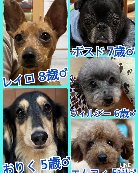🐾今日の里親様募集中ワンコ🐶メンバーです🐾2023,9,17【保護犬カフェ天神橋店】